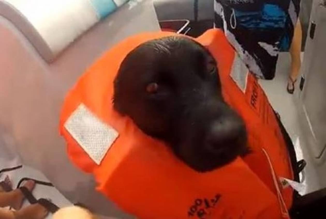 Απίστευτες εικόνες: Σκύλος κολυμπά δίπλα σε δελφίνια (βίντεο)!