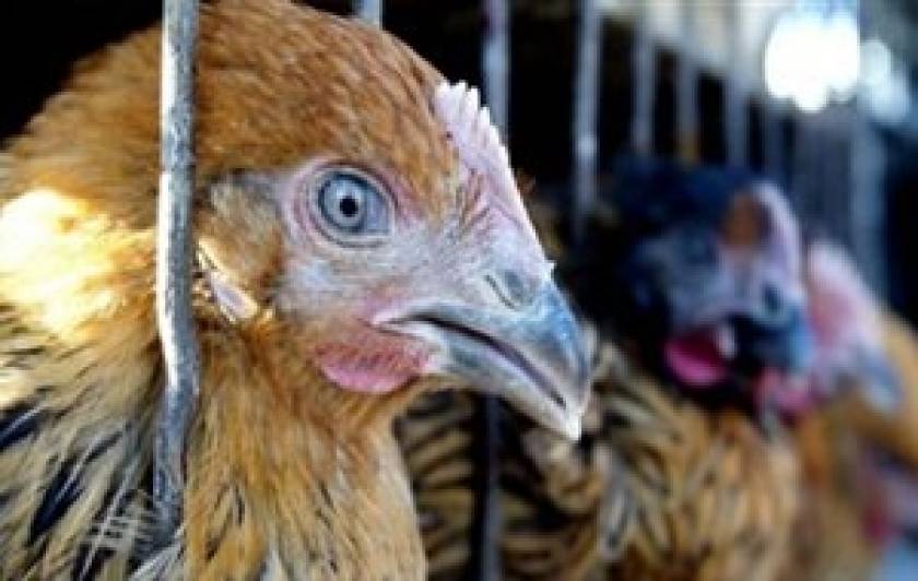 Κίνα: Νέο κρούσμα της γρίπης των πτηνών H7N9 σε εργοστάσιο πουλερικών