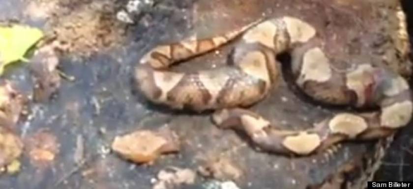 Βίντεο: Αποκεφαλισμένο φίδι δαγκώνει... τον εαυτό του!