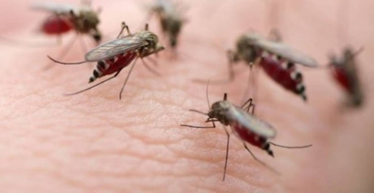 Γιατί μας τσιμπάνε τα κουνούπια;