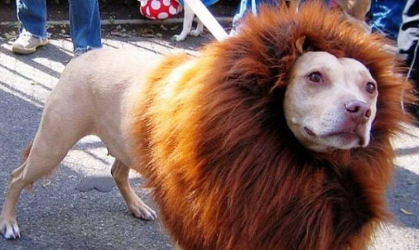 Κίνα: Το λιοντάρι στο ζωολογικό κήπο ήταν τελικά...