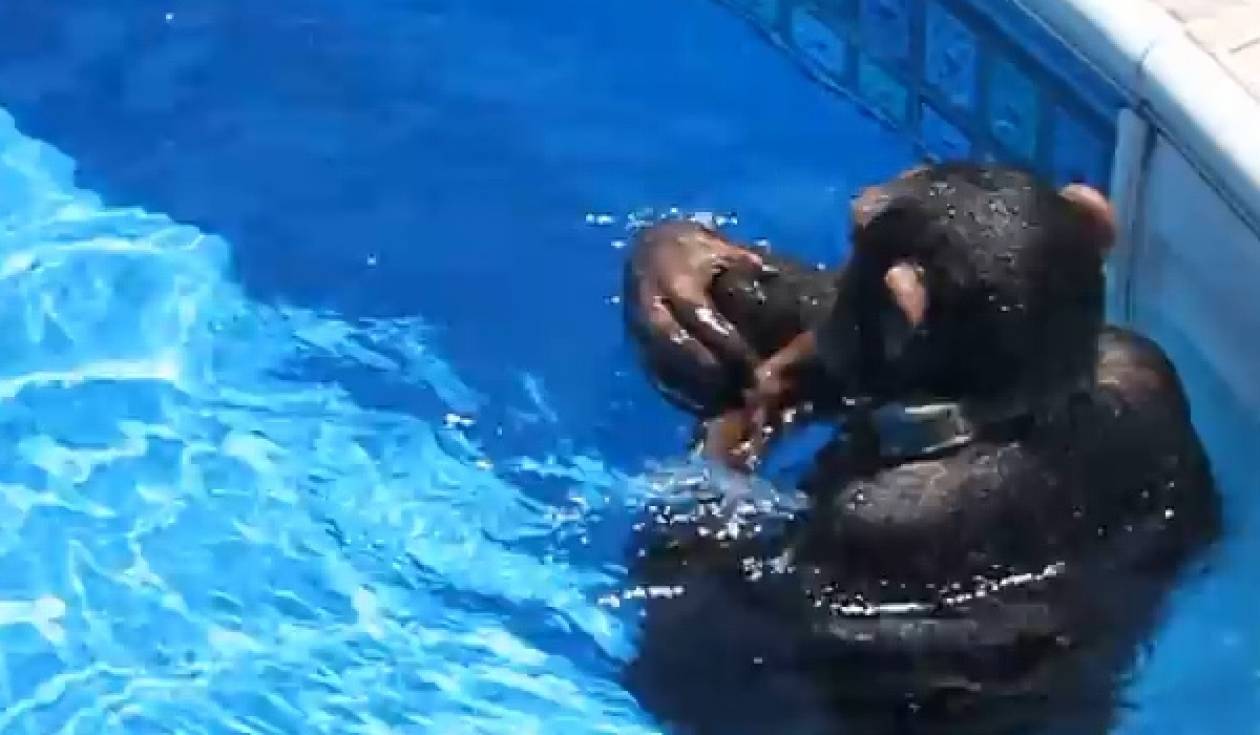 Βίντεο: Oι πίθηκοι μπορούν να μάθουν να κολυμπούν