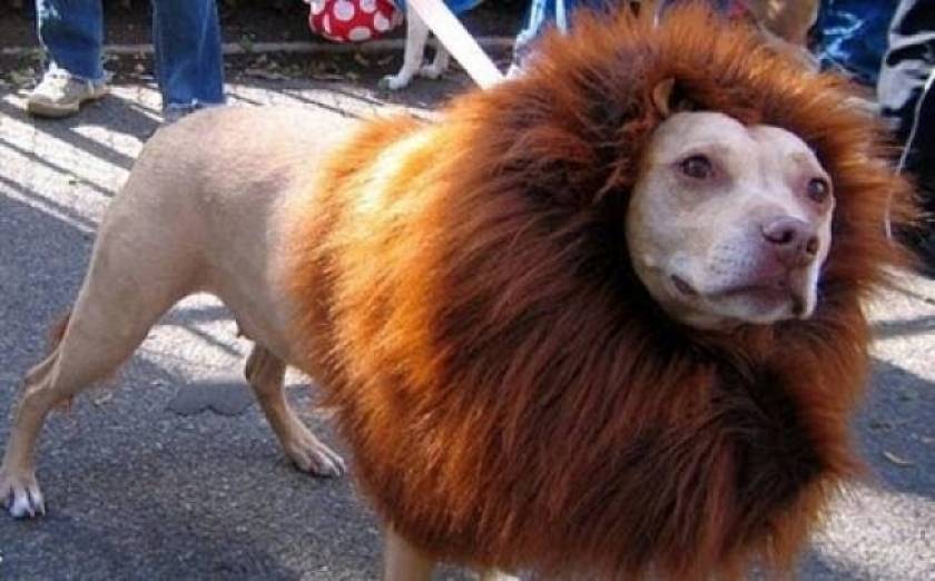 Ζωολογικός κήπος μεταμόρφωσε έναν.. σκύλο σε λιοντάρι!