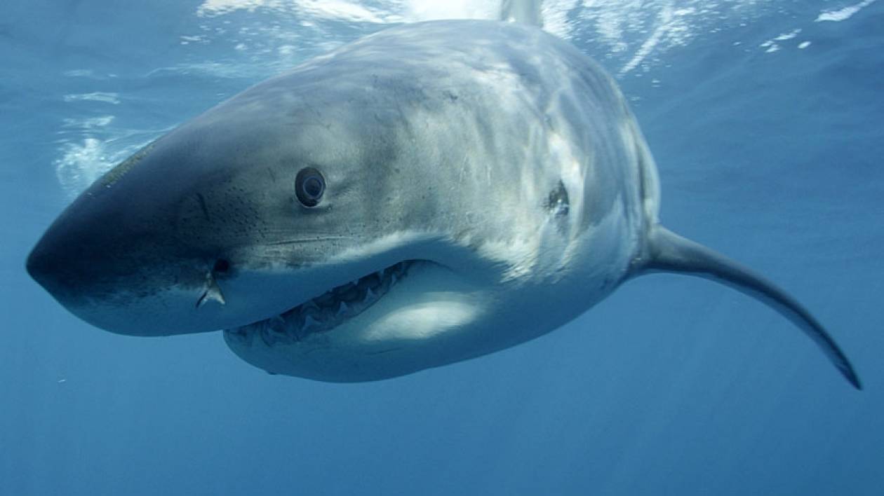 Χαβάη: Νεκρή 20χρονη γερμανίδα από επίθεση καρχαρία
