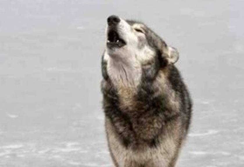 Πώς εξηγούν οι ερευνητές το ουρλιαχτό των λύκων;