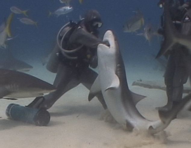 Απίστευτο:Δύτρια έβαλε το χέρι της στο στόμα καρχαρία για να τον σώσει