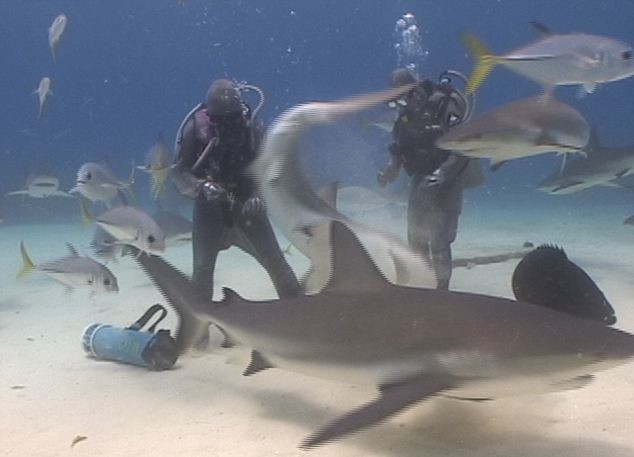 Απίστευτο:Δύτρια έβαλε το χέρι της στο στόμα καρχαρία για να τον σώσει