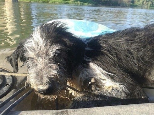 Έδεσε τον τυφλό σκύλο του σε πέτρα και τον πέταξε στο ποτάμι (pics)