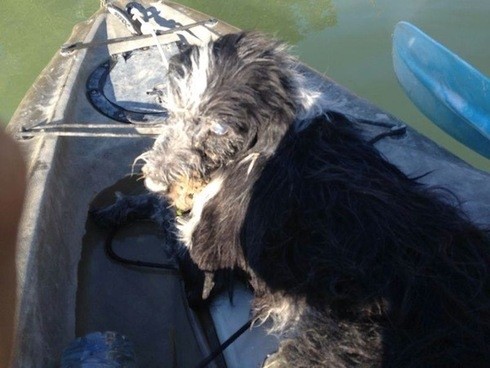 Έδεσε τον τυφλό σκύλο του σε πέτρα και τον πέταξε στο ποτάμι (pics)