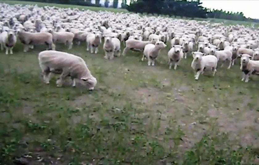 Επικό βίντεο: Και τα πρόβατα... διαμαρτύρονται!