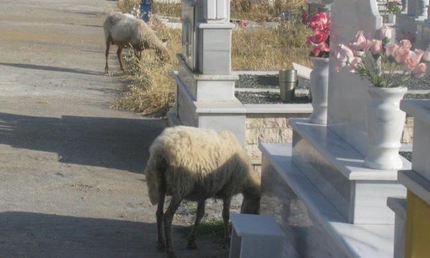 Απίστευτες φωτογραφίες: Πρόβατα βόσκουν σε νεκροταφείο