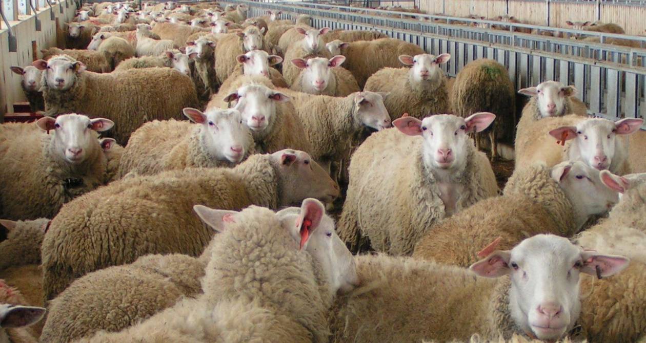 Ορεστιάδα: Θανατώθηκαν 400 πρόβατα που προσβλήθηκαν από ευλογιά