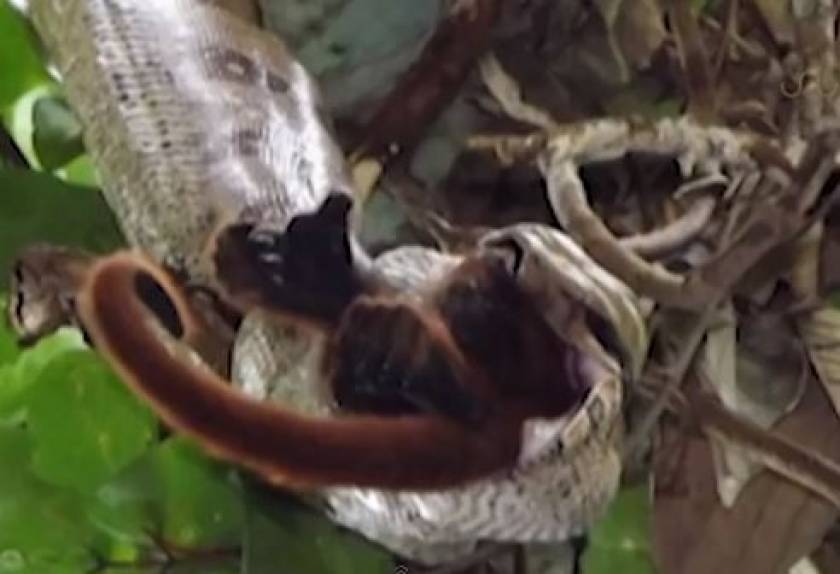 Βίντεο: Βόας καταβροχθίζει πίθηκο!