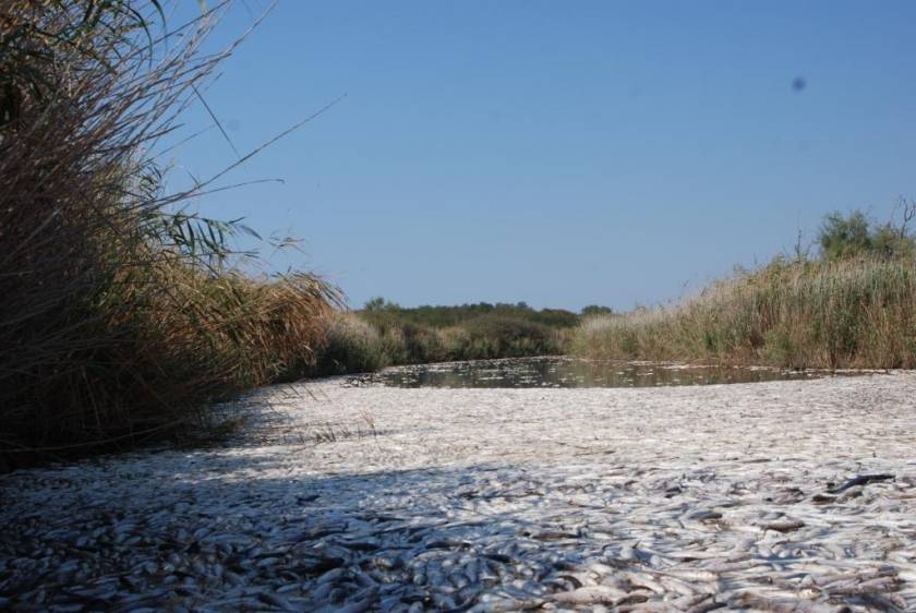 Κομοτηνή: Γέμισε η λίμνη Ισμαρίδα με νεκρά ψάρια