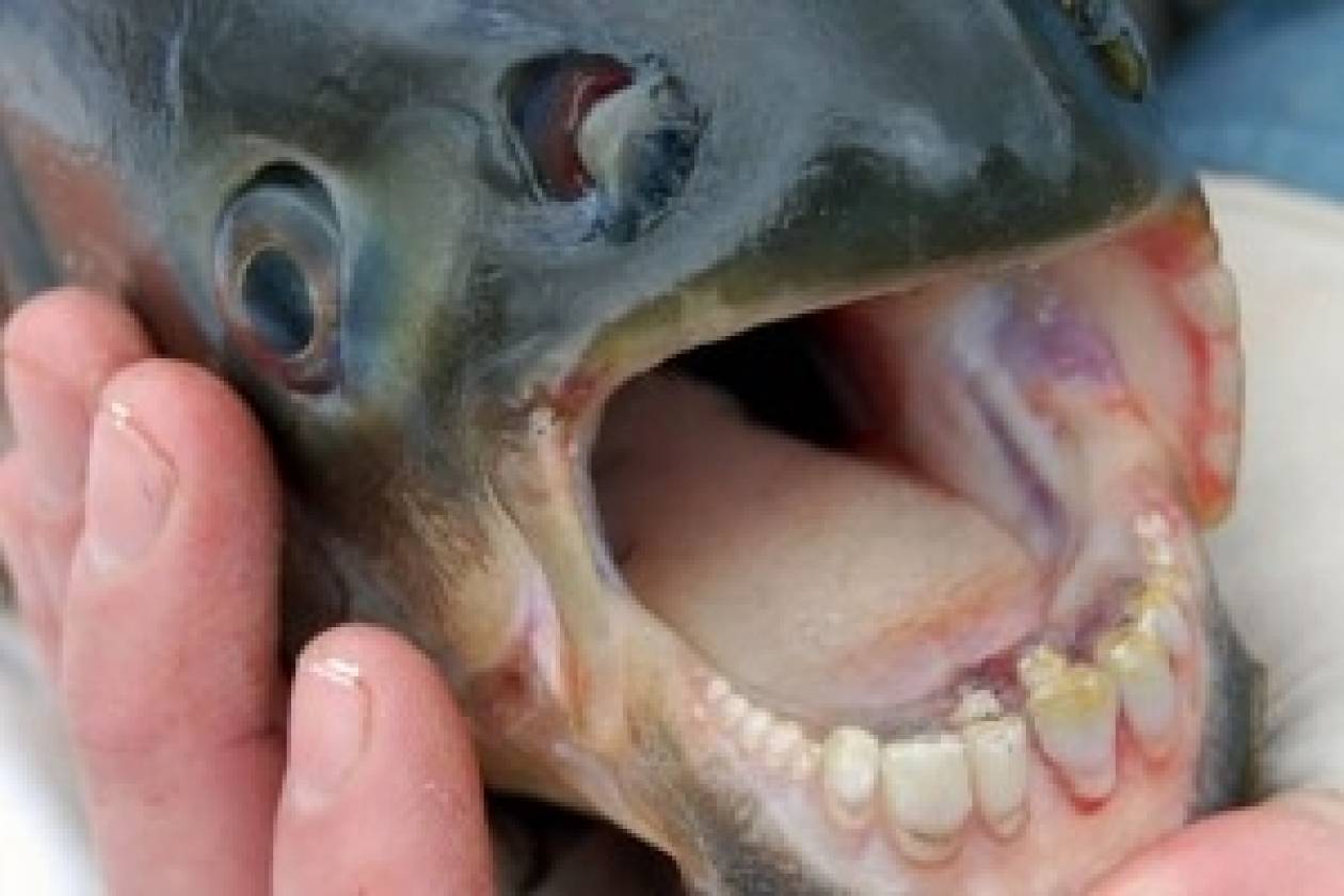 Τρόμος στο Σηκουάνα: Εντόπισαν ψάρι που τρώει... όρχεις!