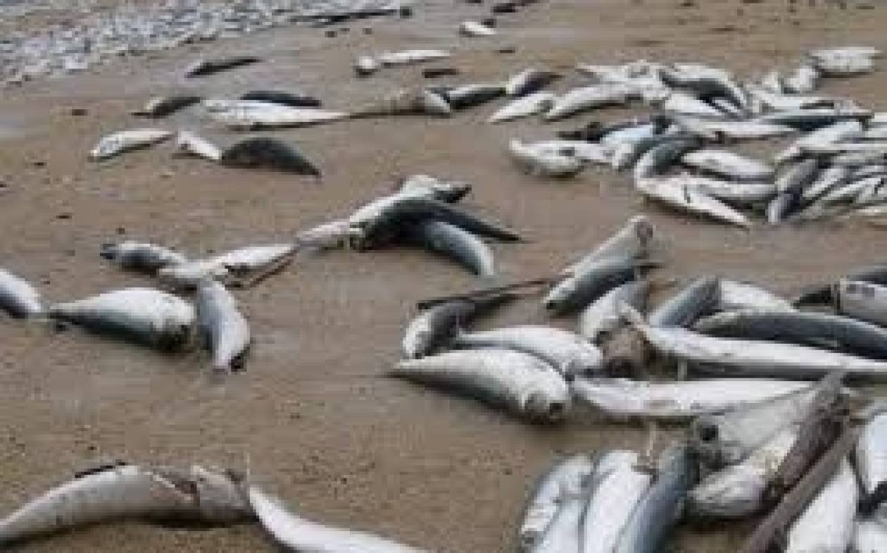 Κίνα: Τοξικά απόβλητα εργοστασίου σκότωσαν εκατοντάδες χιλιάδες ψάρια