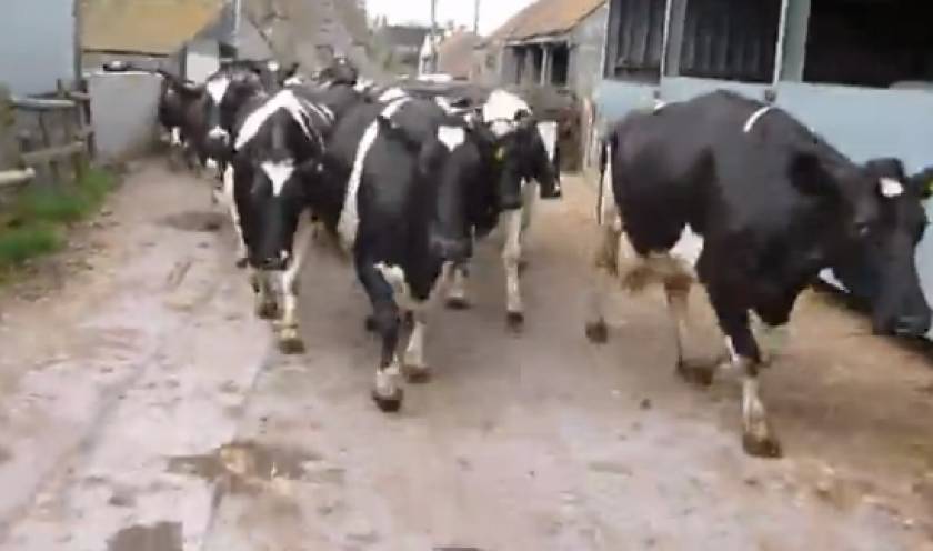 Απίστευτο βίντεο: Αγελάδες βγαίνουν στο γρασίδι για πρώτη φορά