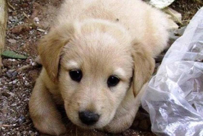 Δημοψήφισμα για την ευθανασία αδέσποτων σκύλων στο Βουκουρέστι