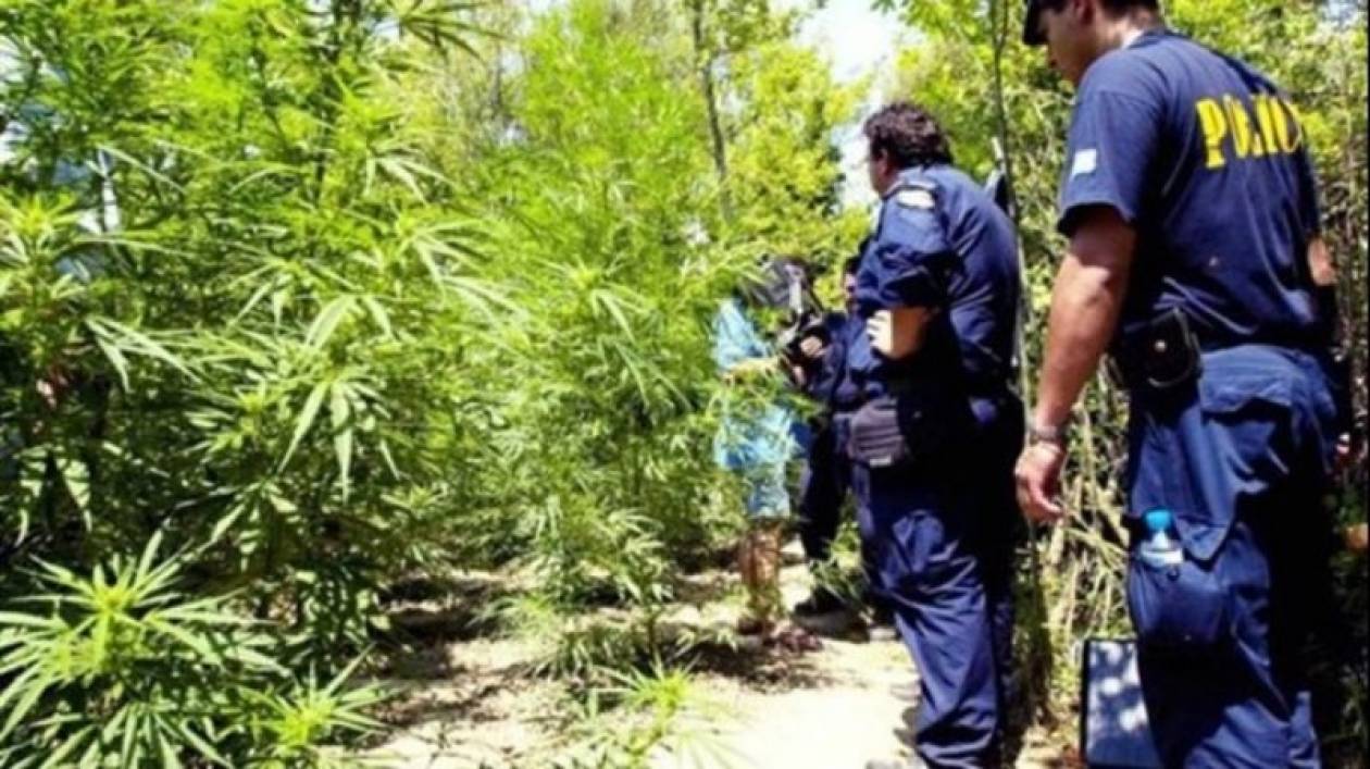 Σε δάσος χασισόδεντρων βρέθηκαν αστυνομικοί στη Σητεία