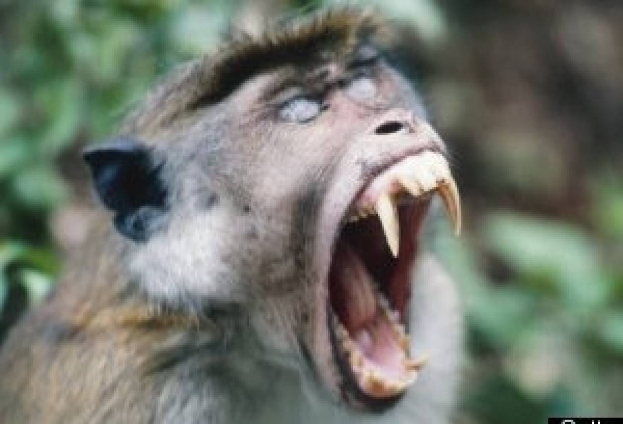 ΣΟΚ: Μαϊμού επιτέθηκε σε βρέφος και του έφαγε τον όρχι