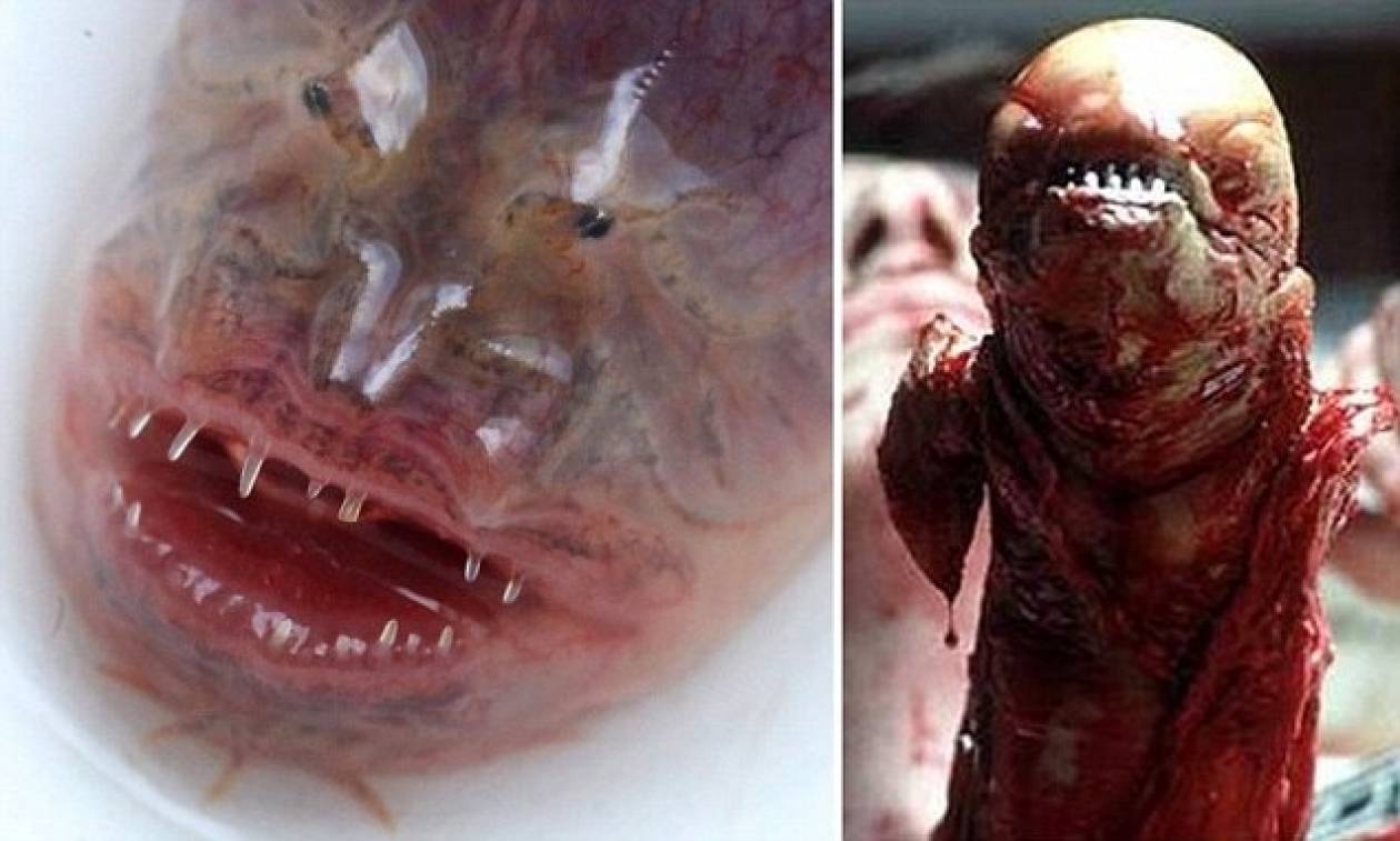 Δείτε το φρικιαστικό... εξωγήινο πλάσμα που βρήκαν σε λίμνη (pics)