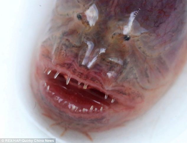 Δείτε το φρικιαστικό... εξωγήινο πλάσμα που βρήκαν σε λίμνη (pics)