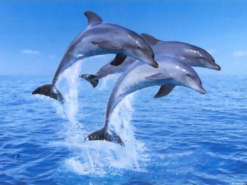 8 εκπληκτικές ιδιότητες των δελφινιών
