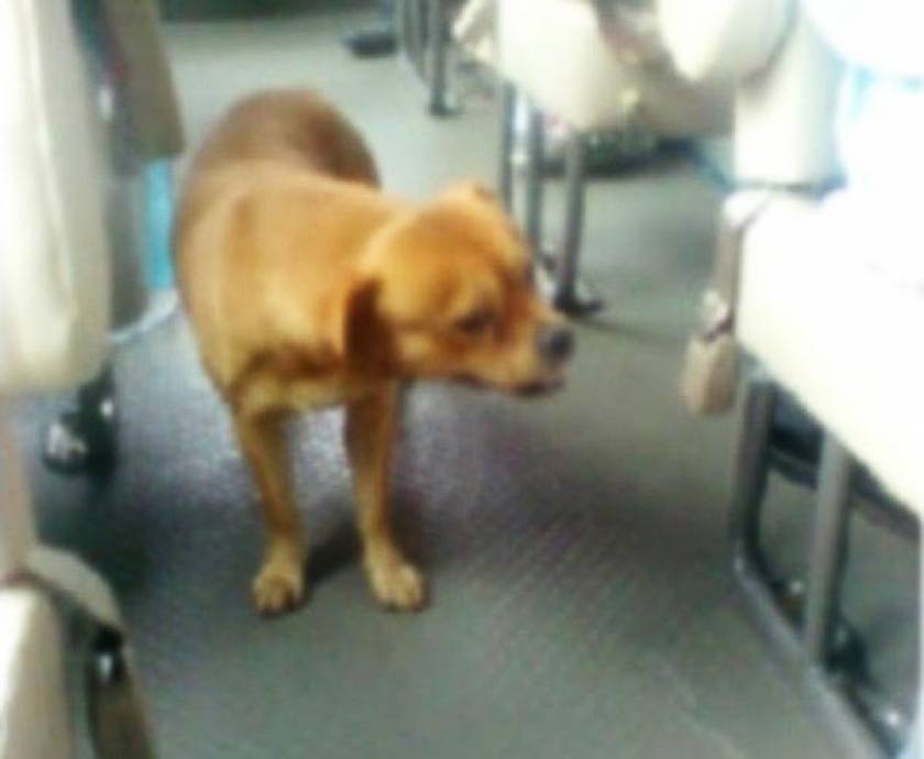 Θα δακρύσετε: Σκύλος αναζητά τον ιδιοκτήτη του στα λεωφορεία (vid)