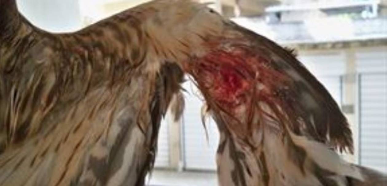 Σε έξαρση οι τραυματισμοί άγριων πτηνών στο Ρέθυμνο