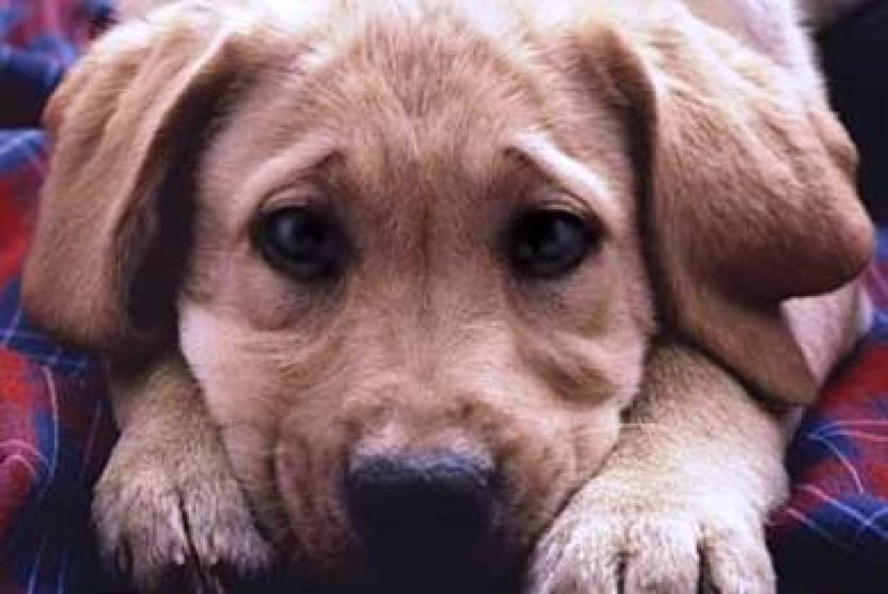 Χανιά: Φόλες «θέρισαν» σκυλιά στη Χρυσή Ακτή