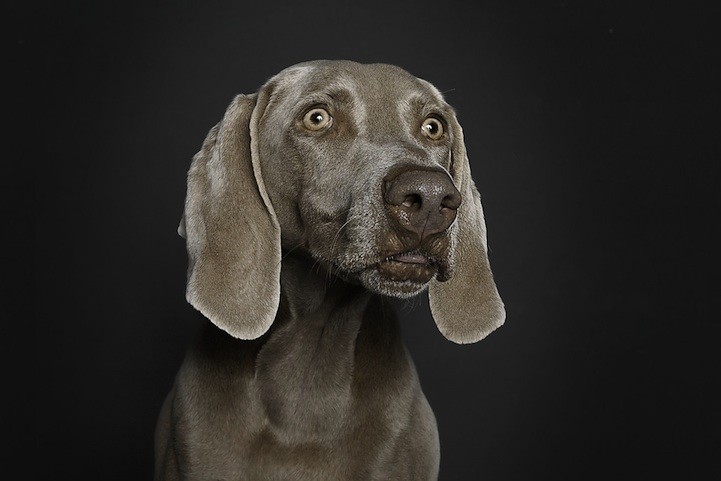 ΑΠΙΘΑΝΕΣ ΕΙΚΟΝΕΣ: Πορτρέτα σκύλων με… ανθρώπινες εκφράσεις!