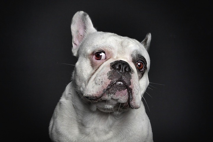 ΑΠΙΘΑΝΕΣ ΕΙΚΟΝΕΣ: Πορτρέτα σκύλων με… ανθρώπινες εκφράσεις!