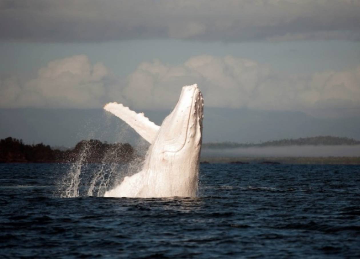 Σπάνιες εικόνες από τη φάλαινα αλμπίνο