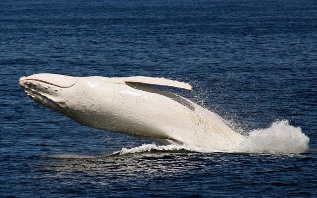 Σπάνιες εικόνες από τη φάλαινα αλμπίνο