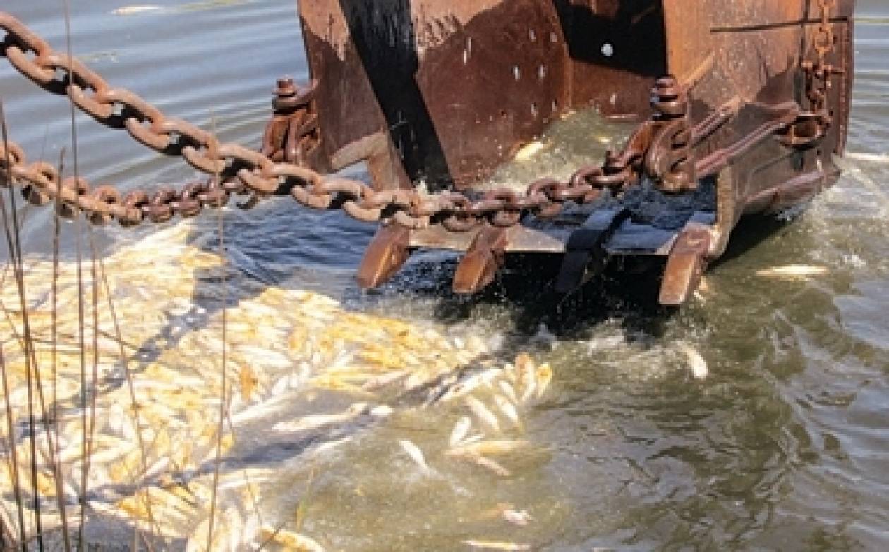 18 τόνοι νεκρών ψαριών στη Λίμνη Ισμαρίδα από ανθρώπινο λάθος