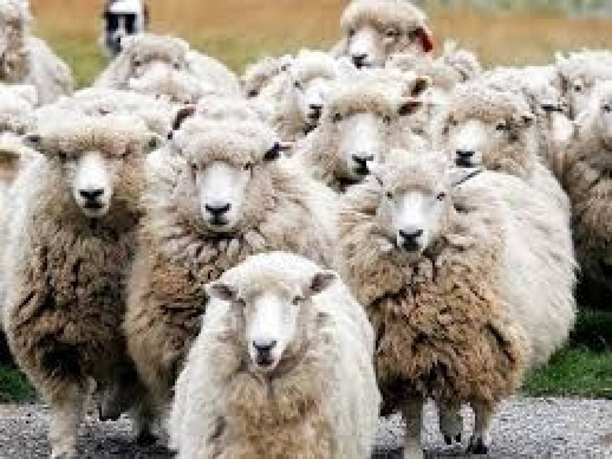 Θανατώθηκαν 925 πρόβατα το τελευταίο μήνα λόγω ευλογιάς στον Έβρο