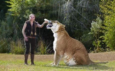 Δείτε: Ο μεγαλύτερος γάτος του κόσμου ζυγίζει... 420 κιλά! (pic)