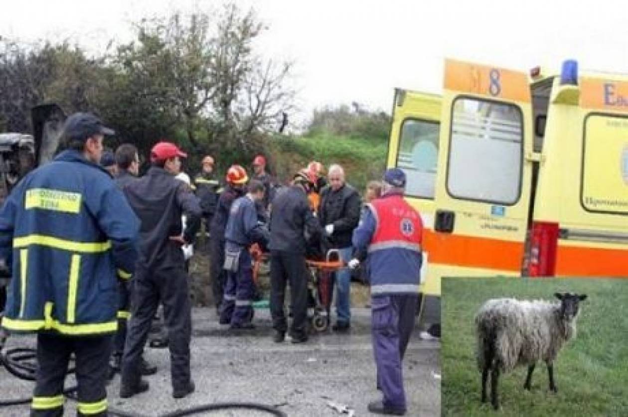 Κρήτη: Τουρίστρια τράκαρε με πρόβατο