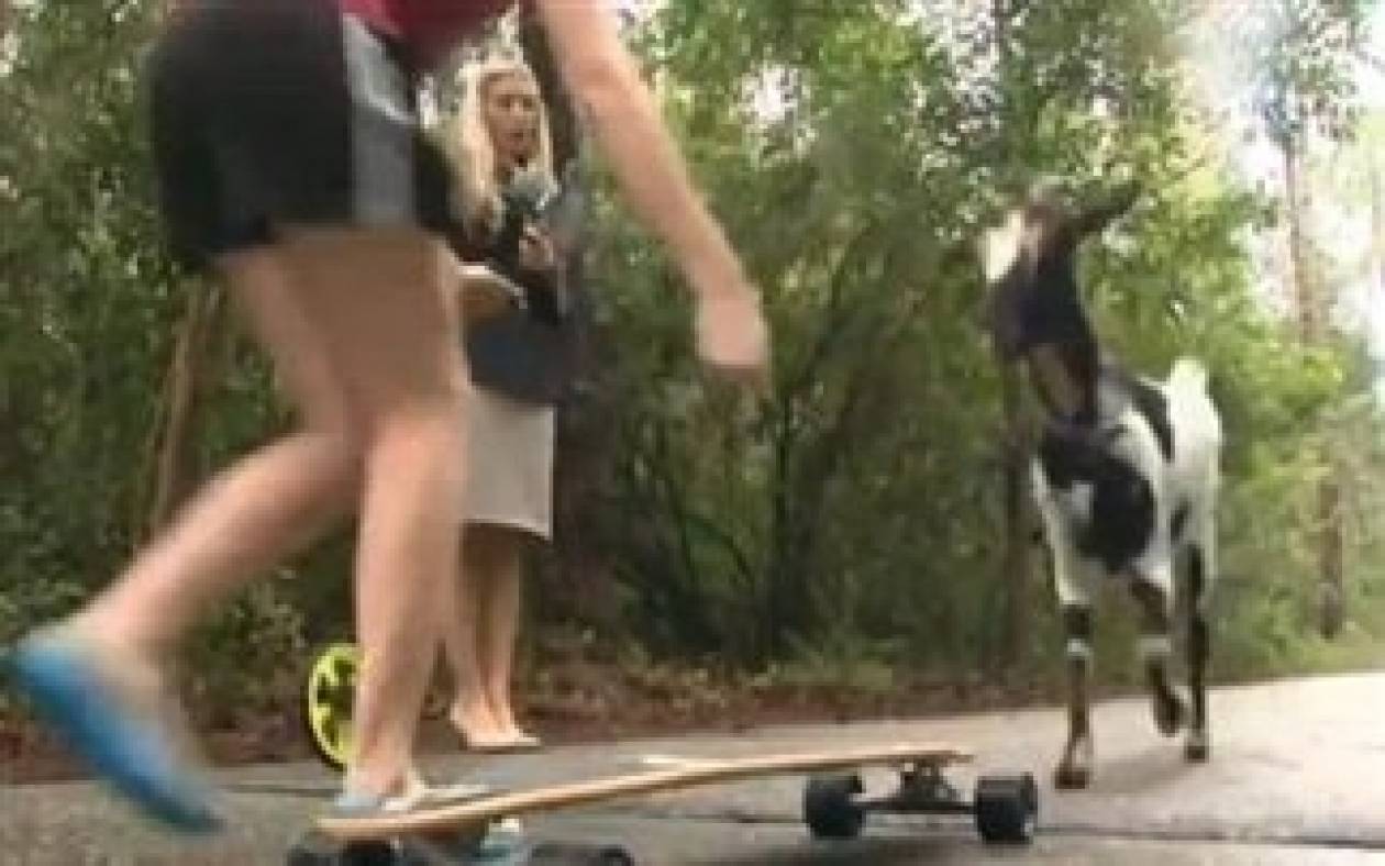 Βίντεο: Κατσίκα κάνει skateboard
