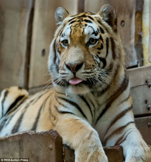 Τίγρης κατασπάραξε υπάλληλο ζωολογικού κήπου μπροστά στους επισκέπτες