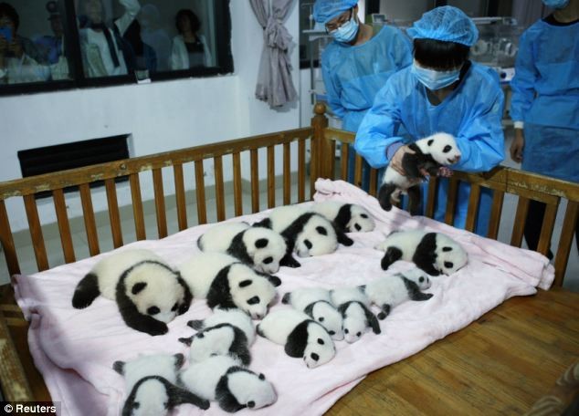 Νεογέννητα panda κλέβουν την παράσταση στην Κίνα