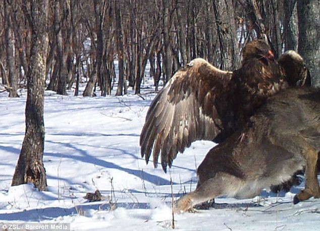 Απίστευτες εικόνες: Αετός επιτίθεται και σηκώνει στον αέρα ελάφι