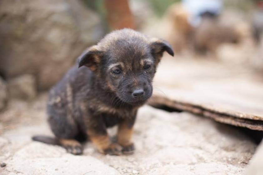 Ντροπή: Ξεκινά η μαζική σφαγή αδέσποτων σκύλων στη Ρουμανία