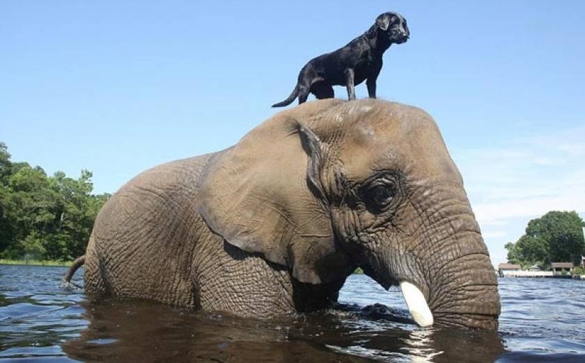 Βίντεο: Σπάνια φιλία σκύλου και ελέφαντα