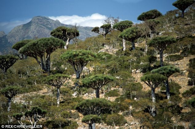 Το νησί που έχει δέντρα 20 εκατομμυρίων ετών (pics)