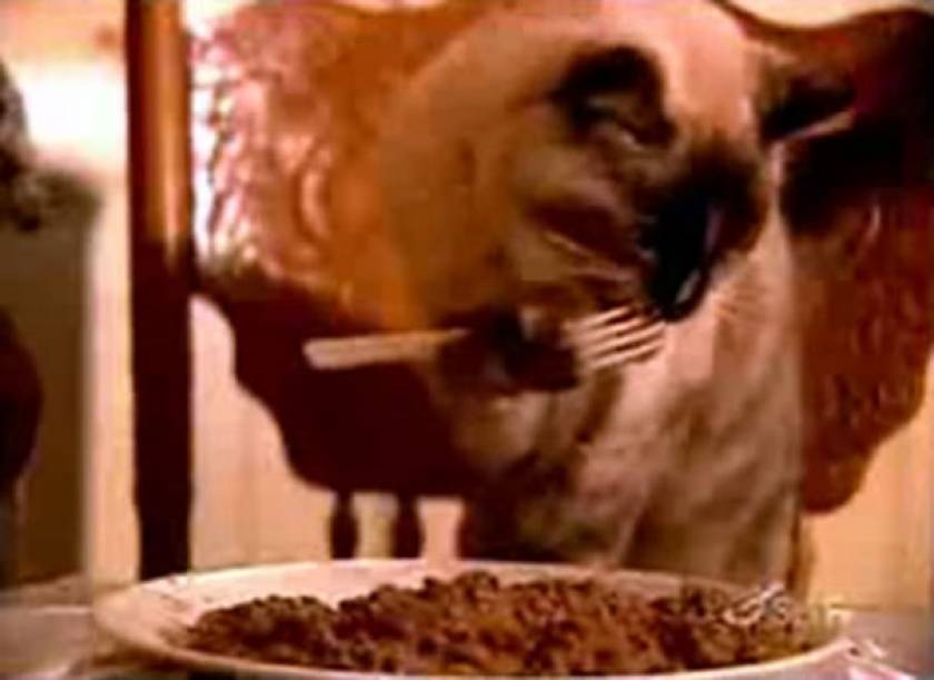 Δε θα το πιστεύετε: Γάτα τρώει με πιρούνι (βίντεο)
