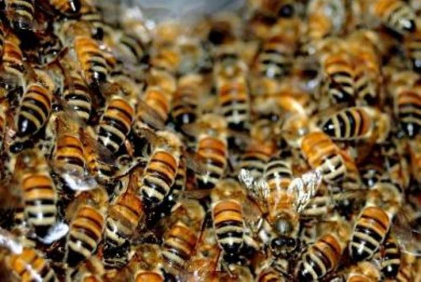 Δεκαοχτώ νεκροί σε ένα μήνα από τσίμπημα μέλισσας