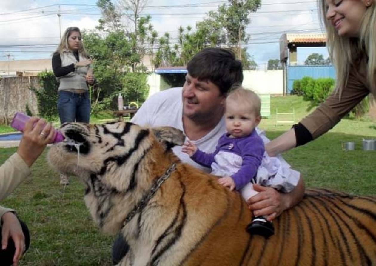 Δείτε την οικογένεια που ζει με 7 τίγρεις