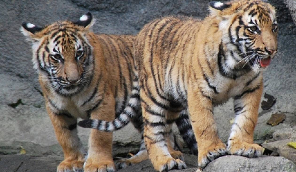 Αυξάνεται ο πληθυσμός των τίγρεων του Αμούρ