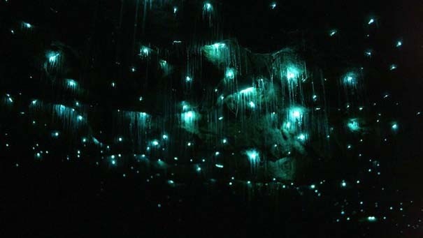 Μοναδικό θέαμα από πυγολαμπίδες σε σπήλαια (pics)